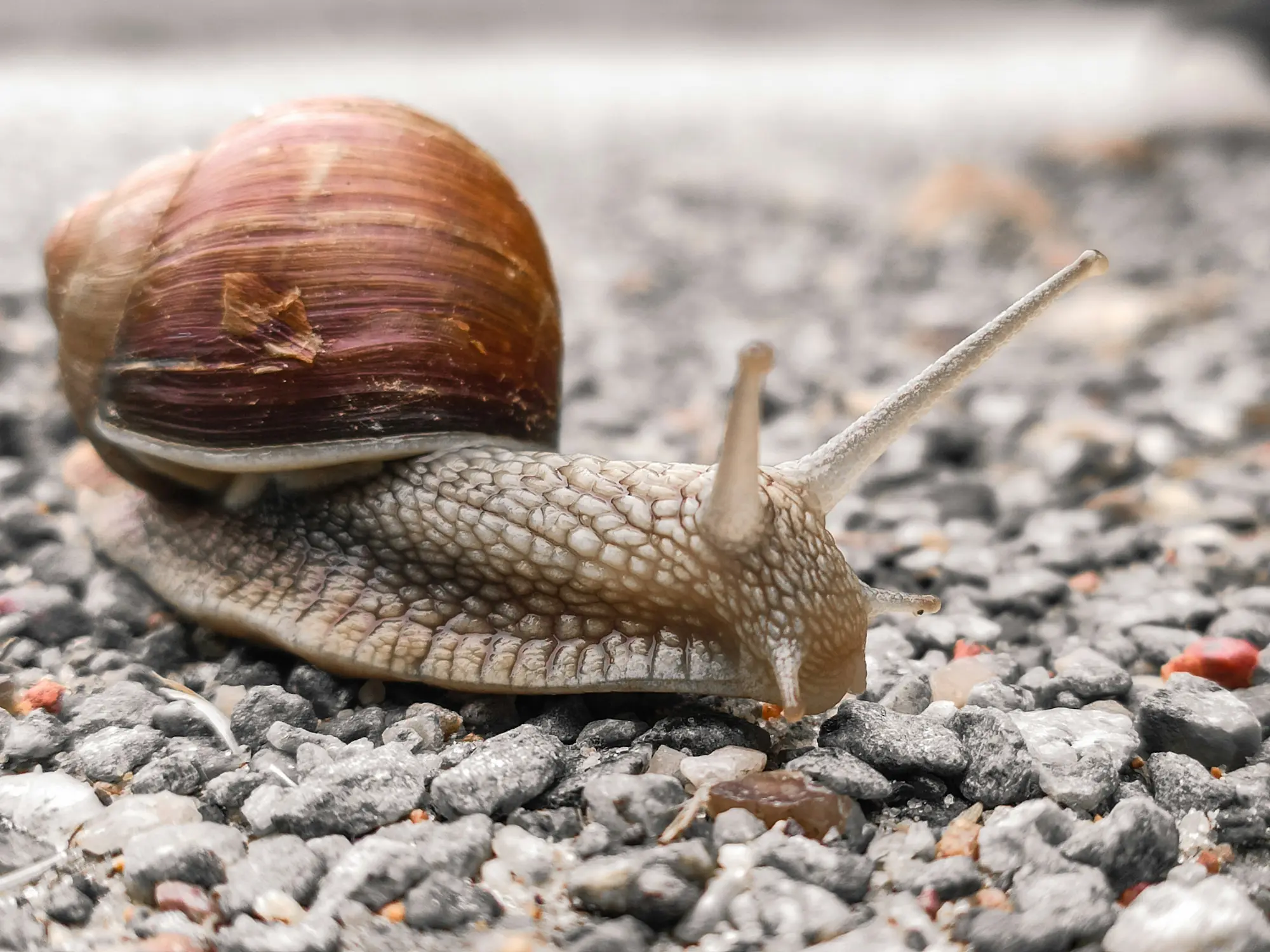 Wenn der Partner oder die Partnerin sich zurückzieht: Vom Schneckenhaus und dem Weg zurück in Verbindung
