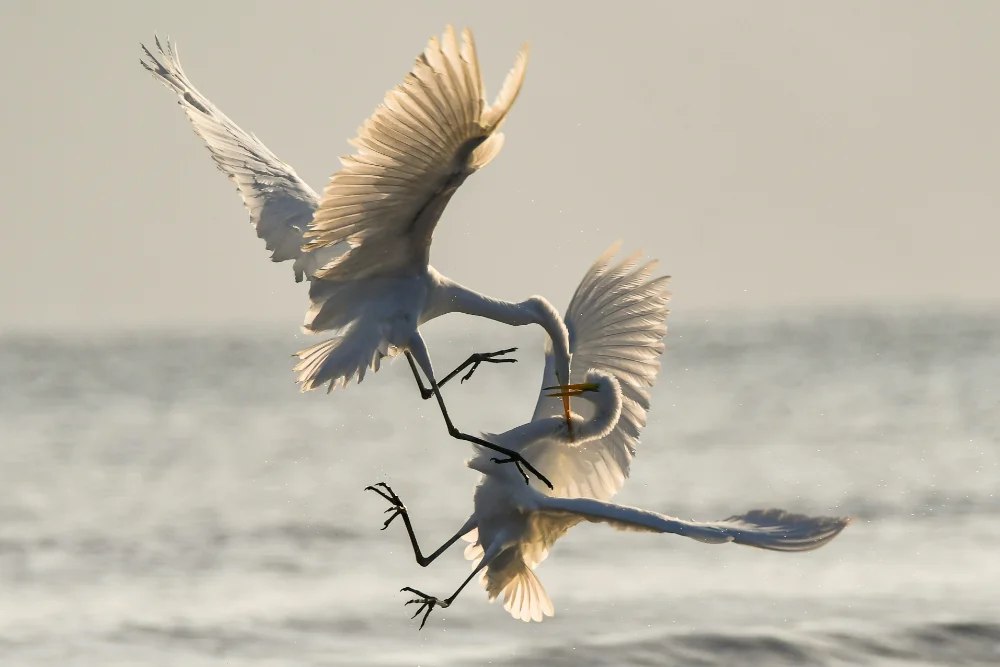 Zwei Kraniche kämpfen im Flug über dem Meer